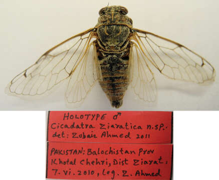 Image of Cicadatra