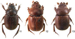 Image of sand-loving scarab beetles