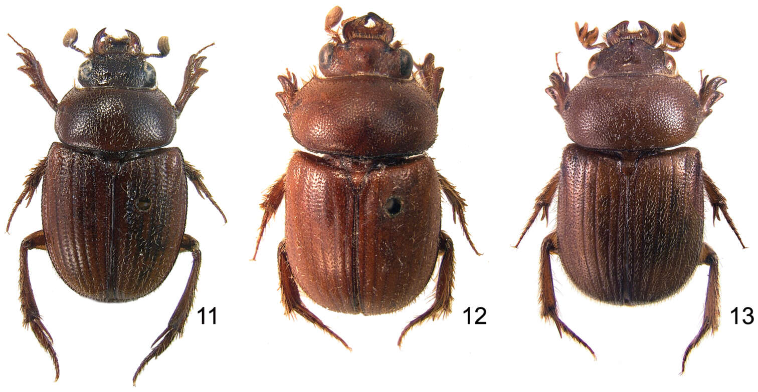 Image of sand-loving scarab beetles