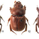 Image of Parochodaeus perplexus Paulsen & Ocampo 2012