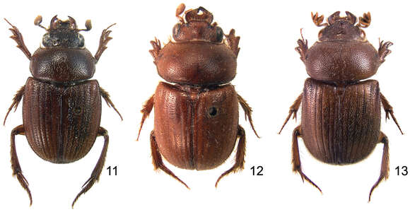 Sivun Parochodaeus phoxus Paulsen & Ocampo 2012 kuva