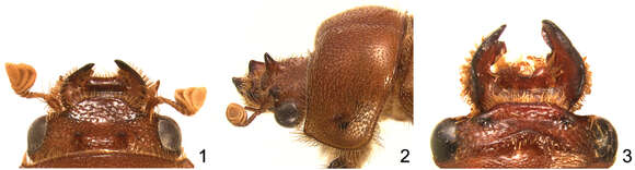 Image de Parochodaeus proceripes Paulsen & Ocampo 2012