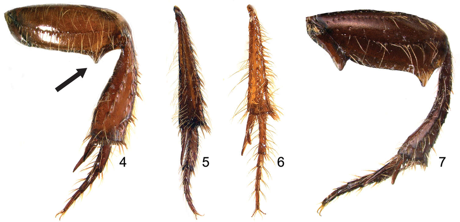 Image of Parochodaeus proceripes Paulsen & Ocampo 2012