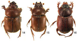 Image of Parochodaeus proceripes Paulsen & Ocampo 2012