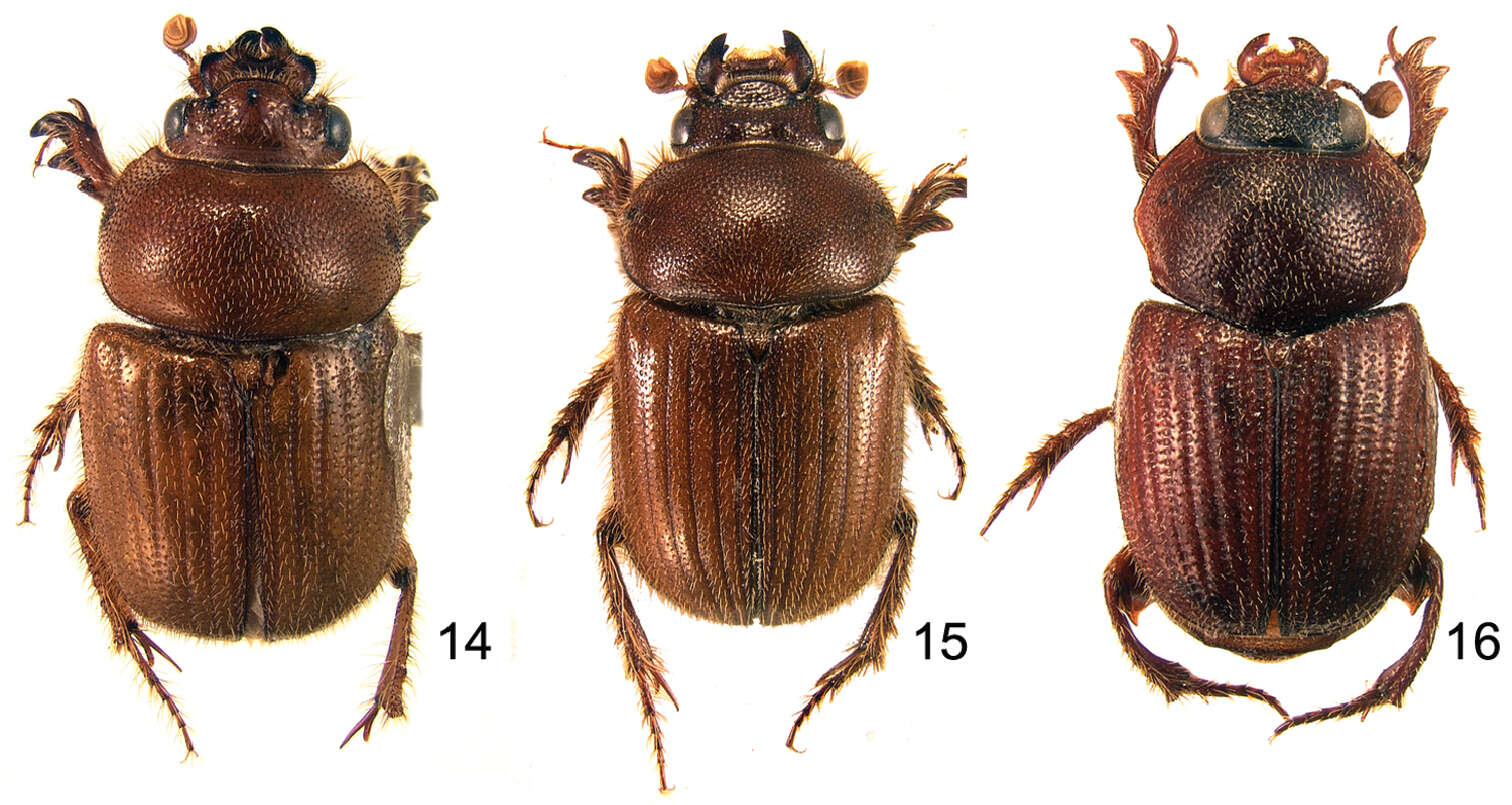 Image of Parochodaeus proceripes Paulsen & Ocampo 2012