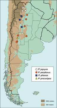 Image de Parochodaeus proceripes Paulsen & Ocampo 2012