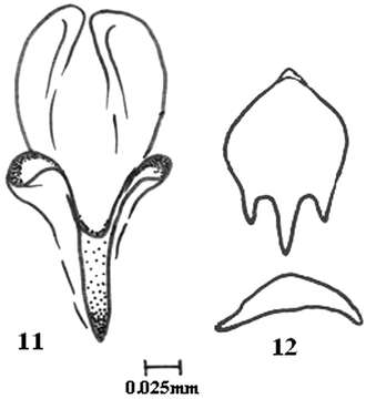 Image of Colpocephalum