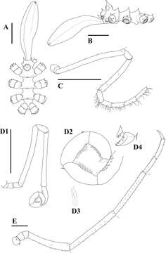 Image de Hedgpethia