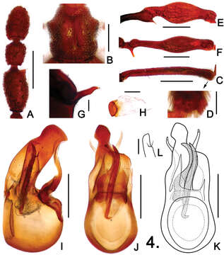 Image of Pselaphodes