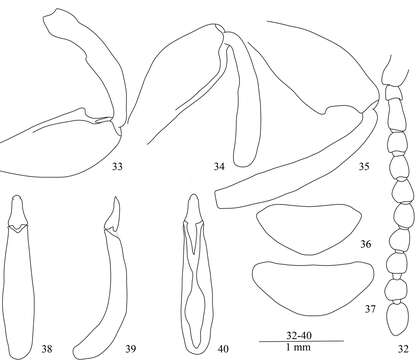 Image of <i>Laena dentata</i> Dejean 1821