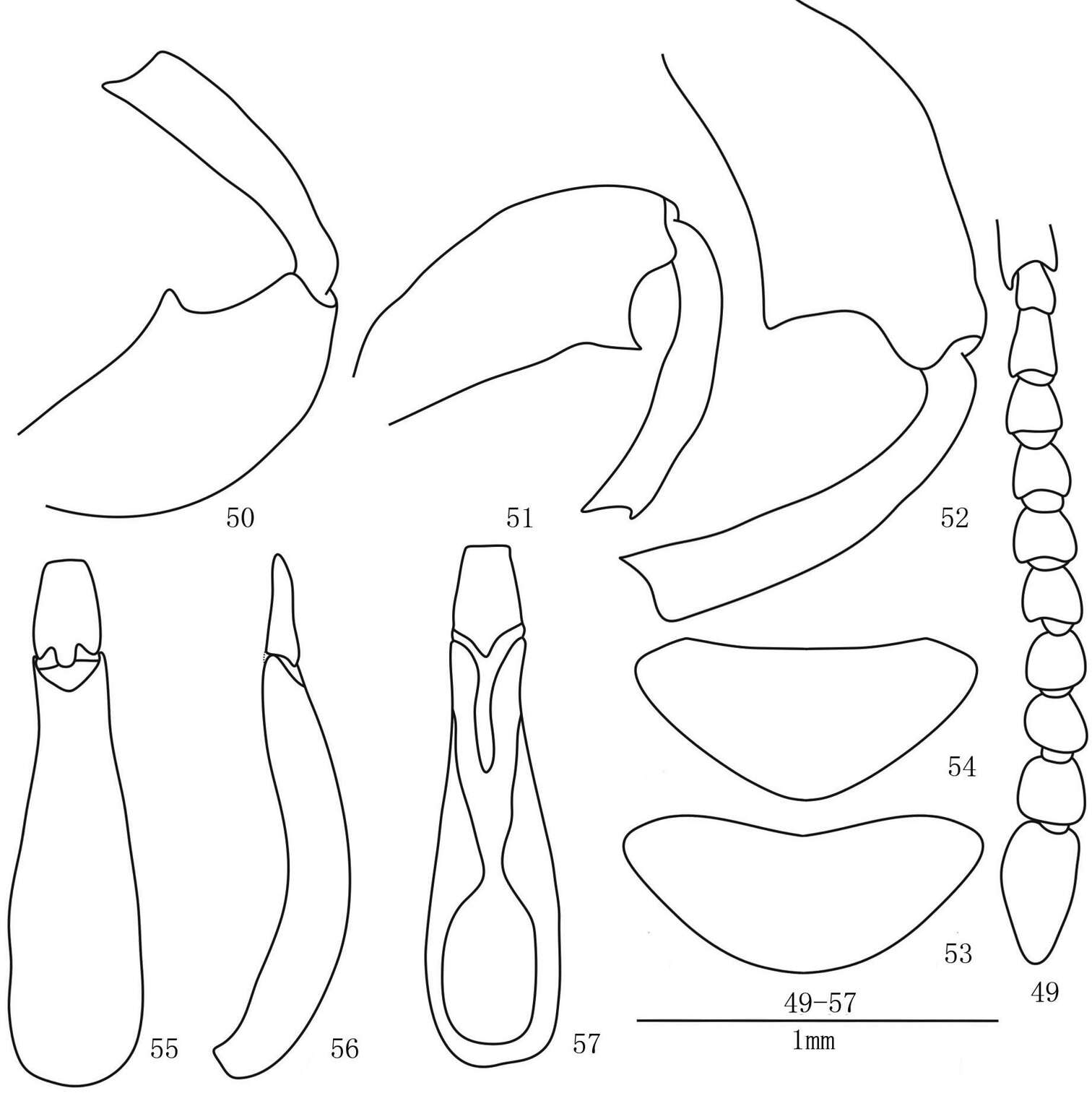 Imagem de Laena dentatocrassa Xiao-Lin & Guo-Dong 2012