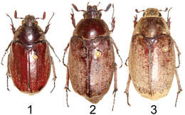 Image of Tocama procera Li & Keith 2012