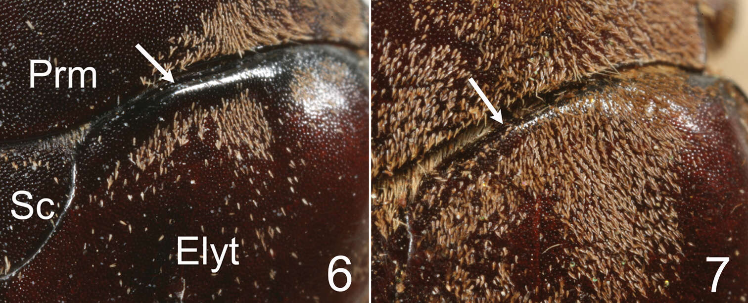 Image of Tocama procera Li & Keith 2012