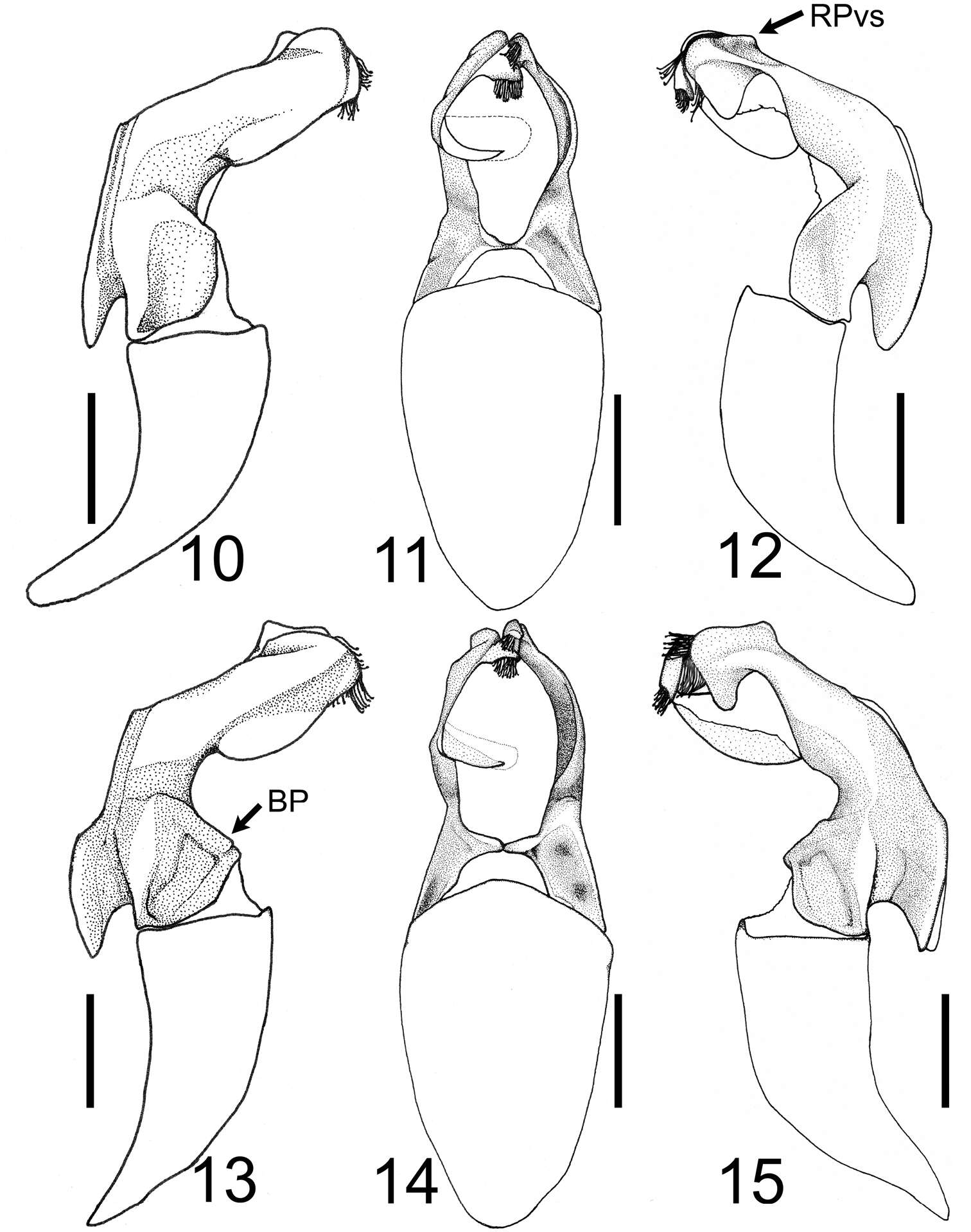 Image of Tocama procera Li & Keith 2012