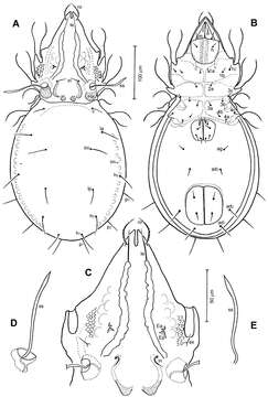 Image of Conchogneta Grandjean 1963