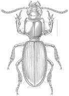 Image of Clivina