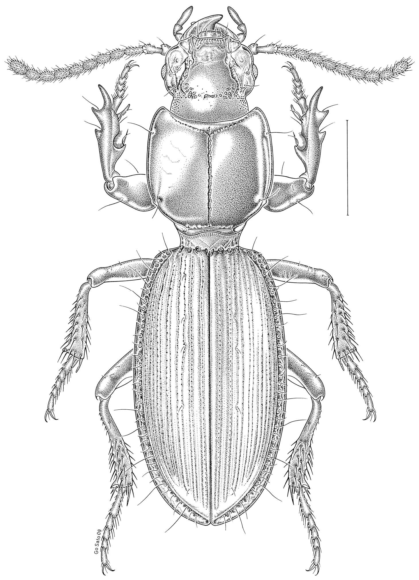 Image of Clivina