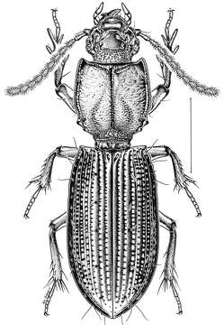 Image of Clivina