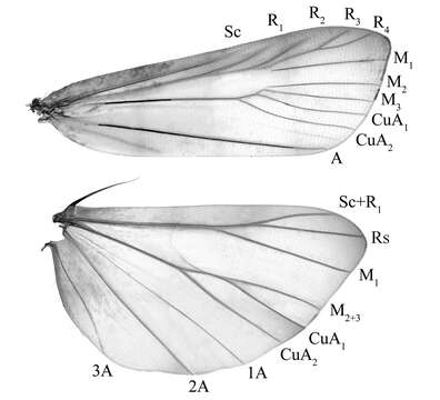 Image of Prorophora (Reisserempista) binacantha Liu & Li 2012