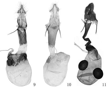 Image of Prorophora (Reisserempista) binacantha Liu & Li 2012