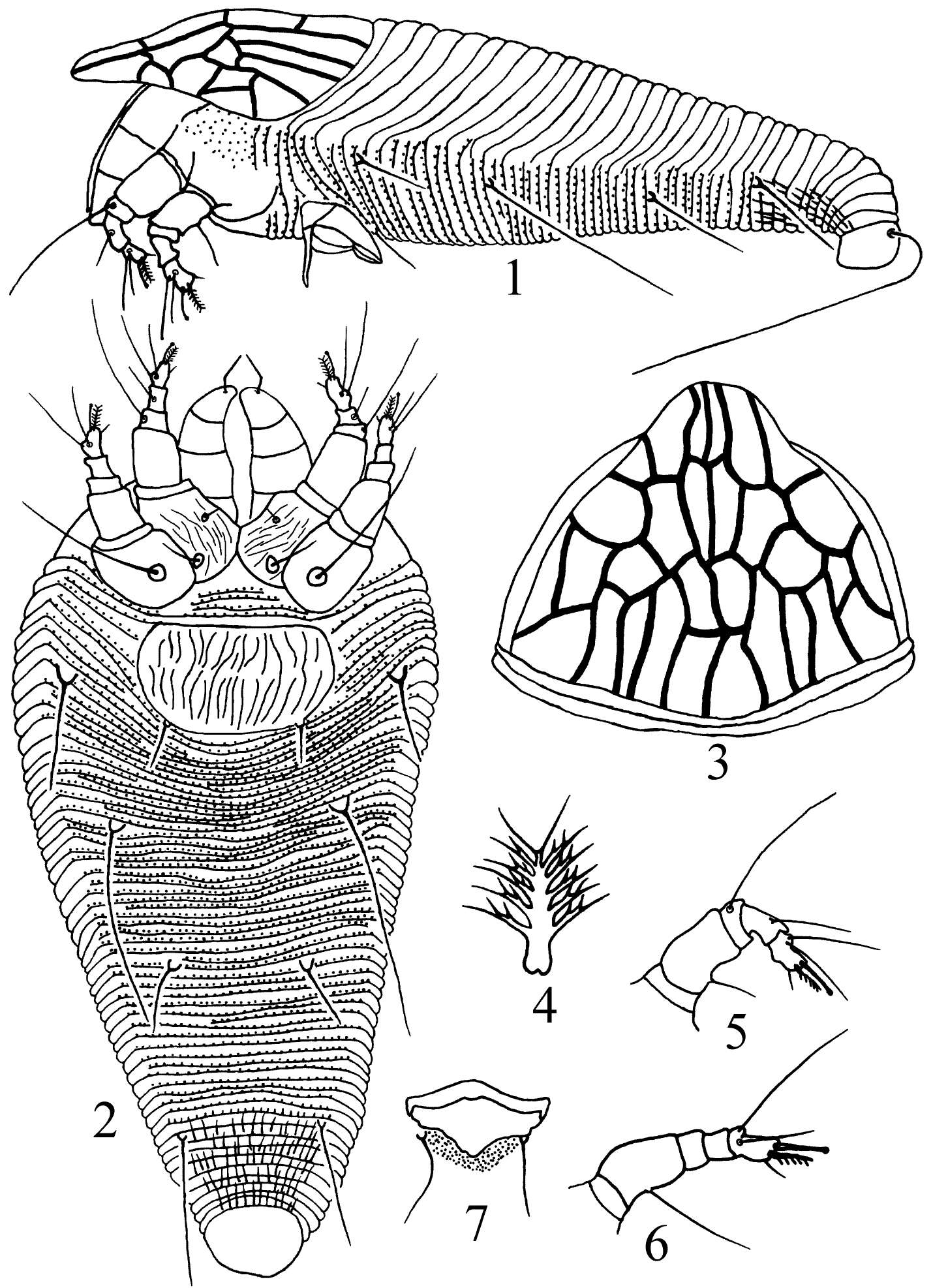Sivun Kyllocarus reticulatus Wang, Wei & Yang 2012 kuva
