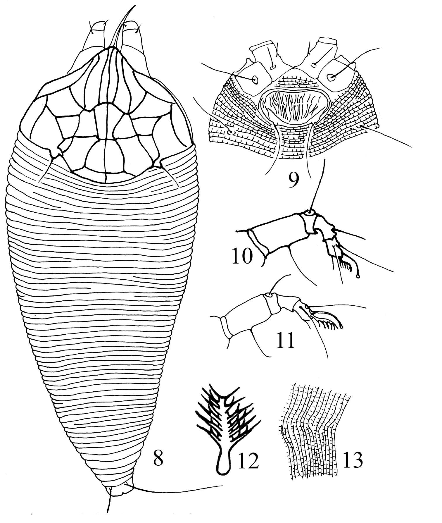 Sivun Gammaphytoptus schimae Wang, Wei & Yang 2012 kuva
