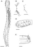 Image of Fauveliopsidae