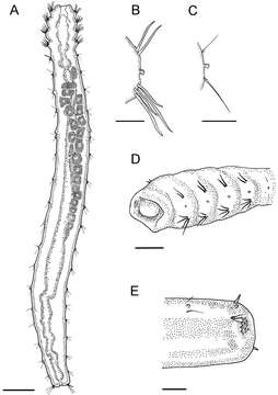 Image of Fauveliopsidae