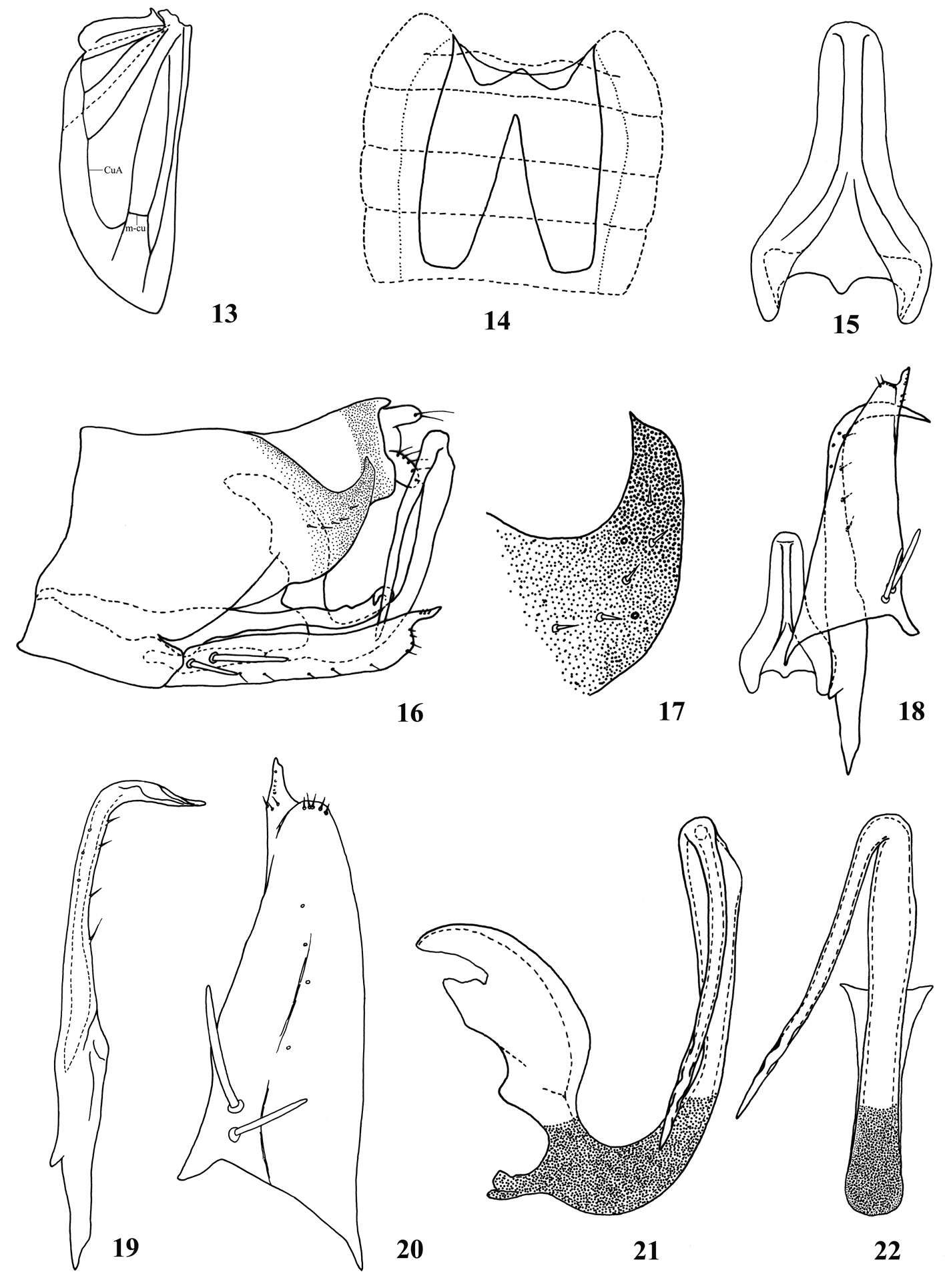 Image of Parazyginella