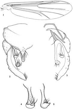 Imagem de Dicrotendipes