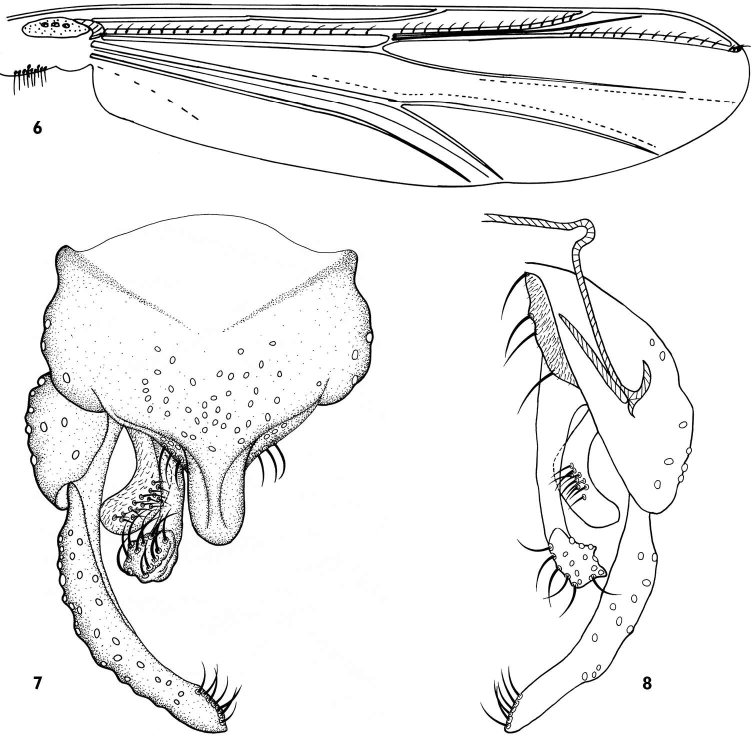 Sivun <i>Dicrotendipes saetanumerosus</i> kuva