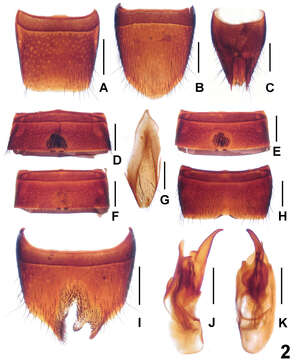 Image of Lathrobium jiulongshanense Peng, Zhong & Li-Zhen Li 2012