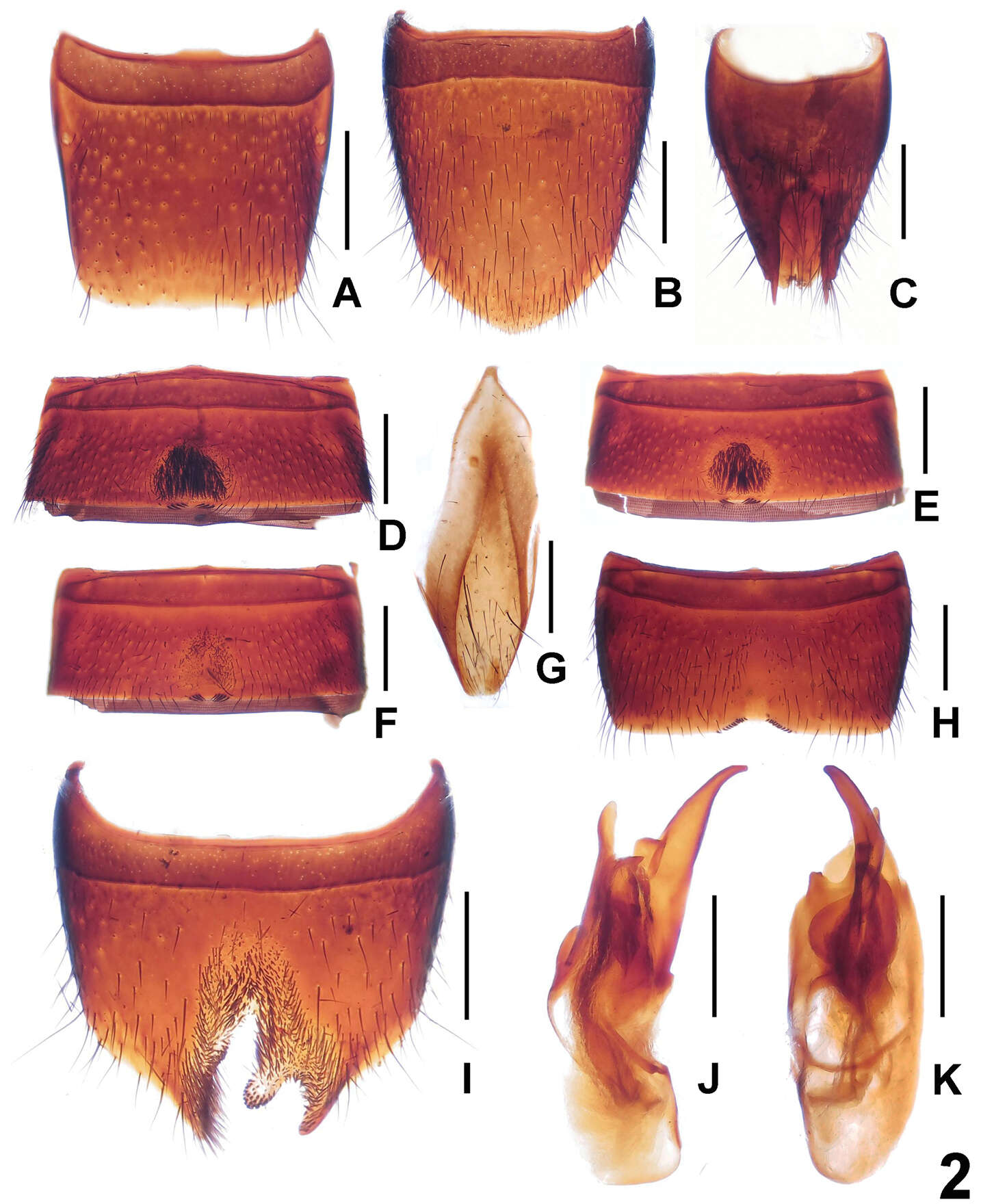 Image of Lathrobium jiulongshanense Peng, Zhong & Li-Zhen Li 2012