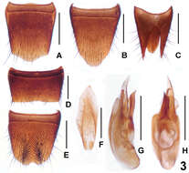 Image of Lathrobium sheni Peng, Zhong & Li-Zhen Li 2012