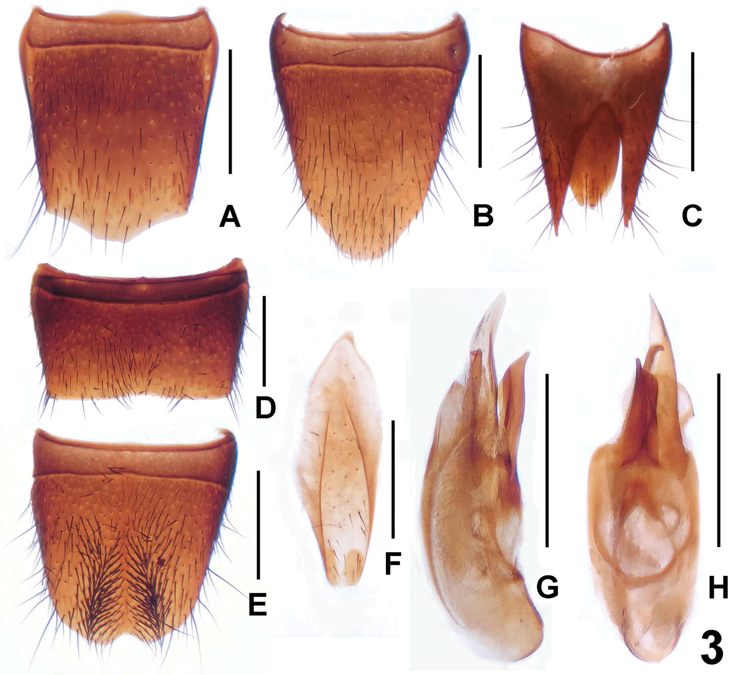 Image of Lathrobium sheni Peng, Zhong & Li-Zhen Li 2012