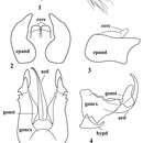 صورة Michotamia yunnanensis Zhang, Scarbrough & Yang 2012