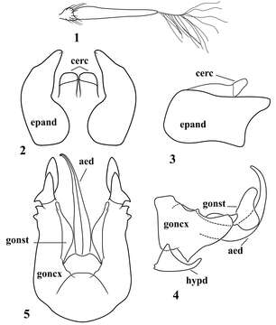 Image of Michotamia