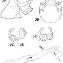 Слика од Chimarra (Chimarra) onchyrhina Blahnik & Holzenthal