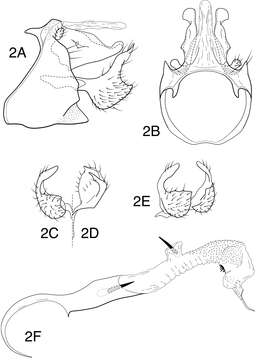 Imagem de Chimarra (Chimarra) onchyrhina Blahnik & Holzenthal