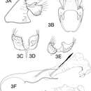 Image de Chimarra (Chimarra) inchoata Blahnik & Holzenthal