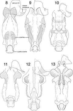 Imagem de Chimarra (Chimarra) inchoata Blahnik & Holzenthal