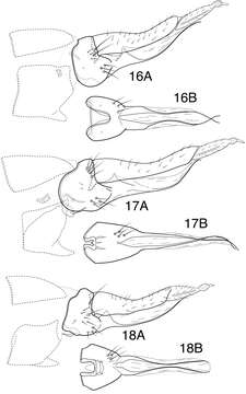 Sivun Chimarra (Chimarrita) curvipenis Blahnik & Holzenthal kuva