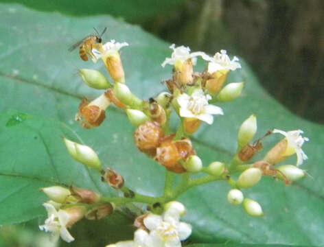 Image of Chlerogelloides Engel, Brooks & Yanega 1997