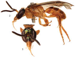 Image of Chlerogelloides Engel, Brooks & Yanega 1997