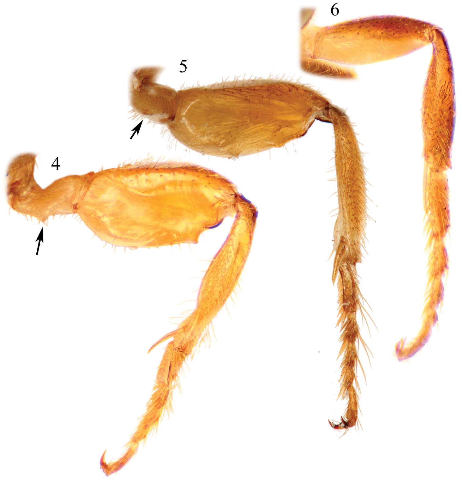 Image of Chlerogelloides Engel, Brooks & Yanega 1997