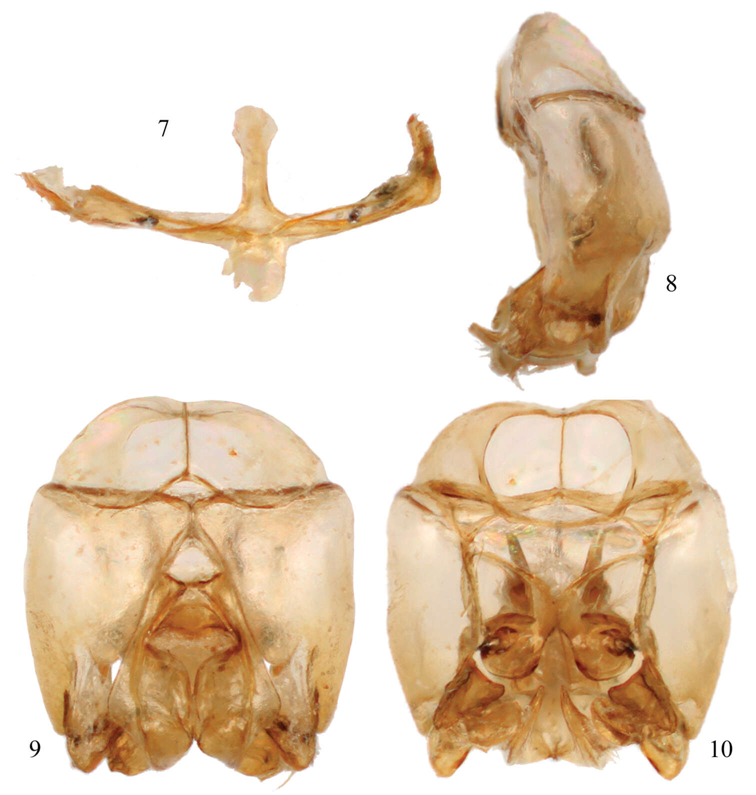 Image of Chlerogelloides Engel, Brooks & Yanega 1997