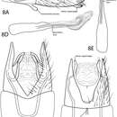 Plancia ëd Oxyethira redunca Thomson & Holzenthal