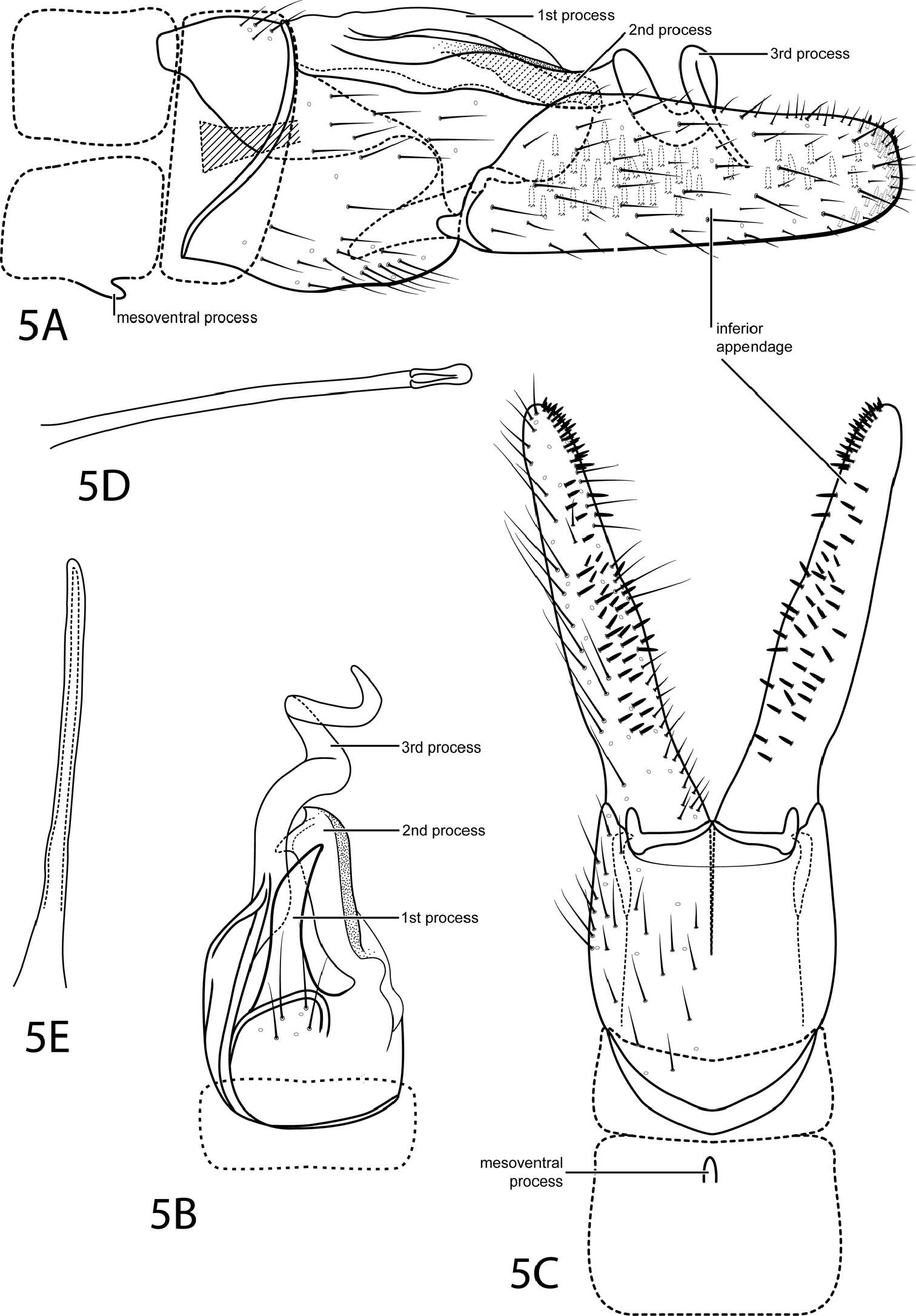 Image of Ochrotrichia