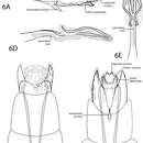 Image of Oxyethira (Tanytrichia) bettyae Thomson & Holzenthal