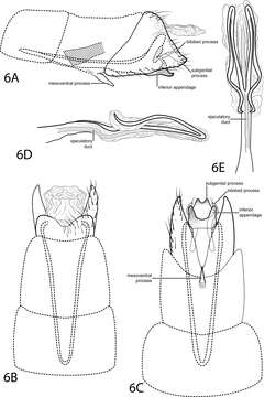 Imagem de Oxyethira (Tanytrichia) bettyae Thomson & Holzenthal